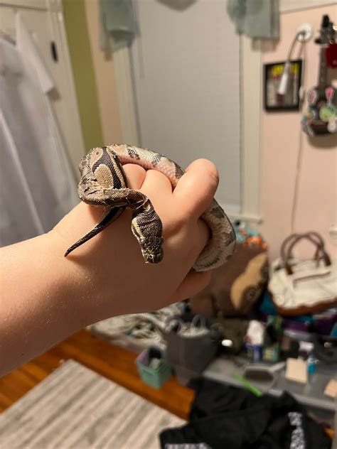 Image result for Ball Python Tanks