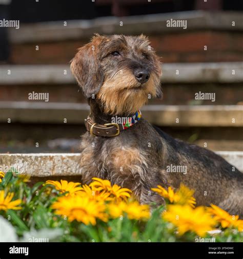 Wirehaired Dachshund dog Stock Photo - Alamy