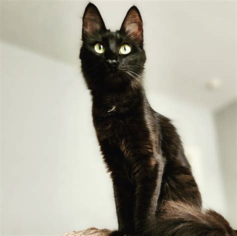 Black Smoke Turkish Angora