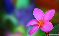 Home Screen Wallpaper Flower Images by Flower Wallpapers For Desktop 183 Wallpapertag Home Screen Wallpaper Flower Images
