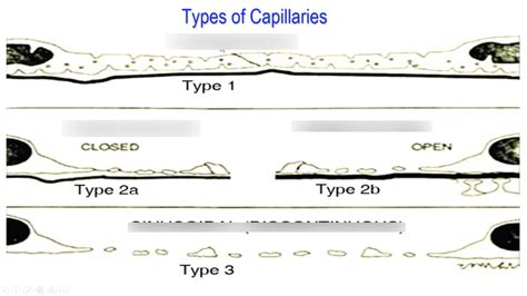 Image result for Capillary Line Type for AutoCAD