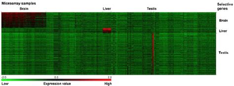 Image result for Selective Gene Expression