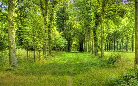 Forest Tree 的图像结果