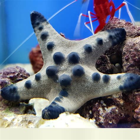 CHOCOLATE CHIP STARFISH (Protoreaster nodosus) MARINE AQUARIUM INVERTE ...