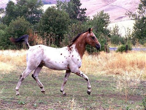 Nez Perce Appaloosa Horses Tribal Breeding Revival
