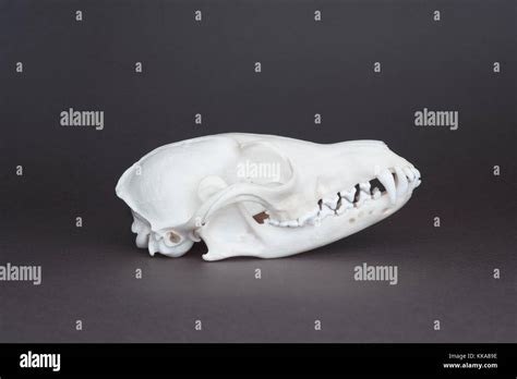 Image result for HTML Text Copy Button