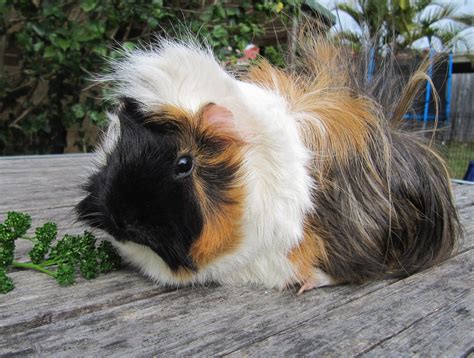 Types Of Guinea Pigs With Pictures at Savannah Derrington blog