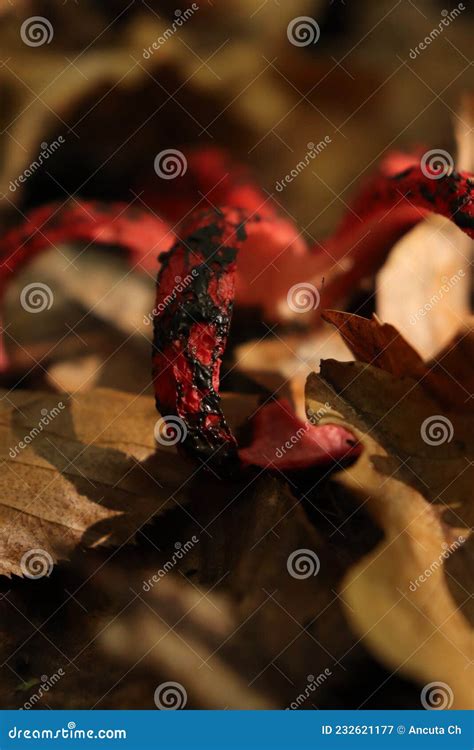 . Octopus Stinkhorn, Devil S Fingers (Clathrus Archeri). Syn. Anthurus ...