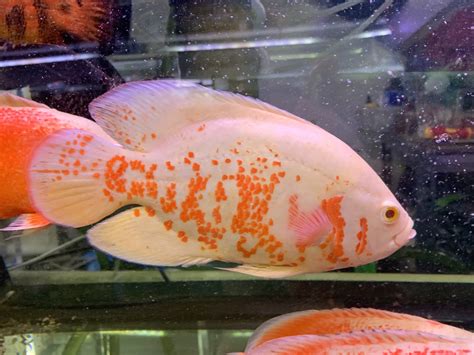 Albino Tiger Oscars 18-20cm - OzDiscus