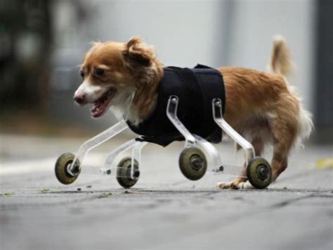 These 14 Photos Show How Animal Amputees Gives Disabled Animals Second ...