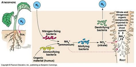 Image result for Nitrogen Fixation Process