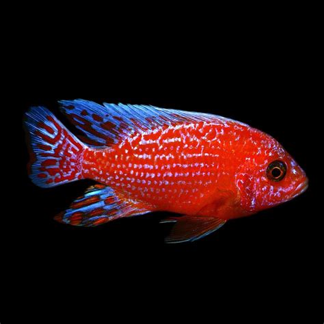 New Arrivals – Best4Pets