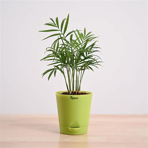 Ugaoo Air Purifying Bamboo Palm Plant with Self Watering Pot : Amazon ...