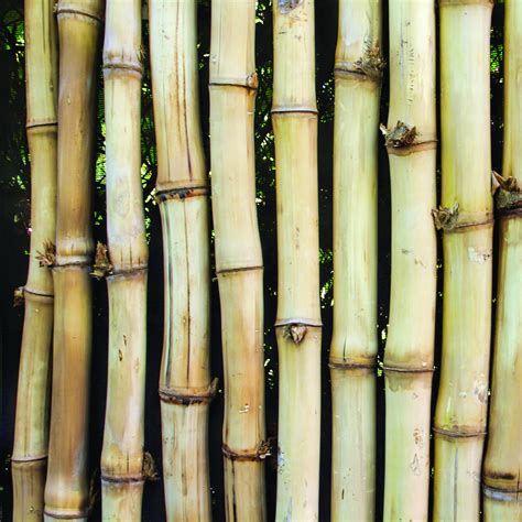 Image result for Bamboo Paper Tutorial