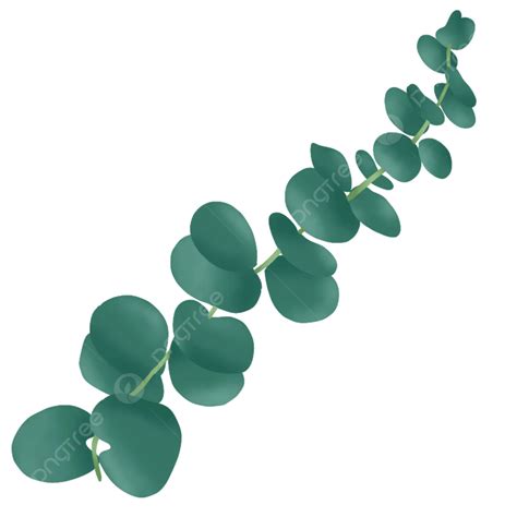 Eucalyptus Green Leaves, Plant, Eucalyptus, Eucalyptus Pulverulenta PNG Transparent Clipart ...