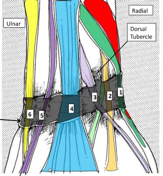 Extensor Retinaculum Compartments, Wrist, Anatomy, TWU, Exam 2 Diagram ...
