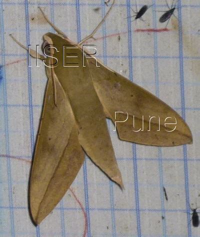Ramana Athreya @ IISER-Pune : Sphingid Species Notes