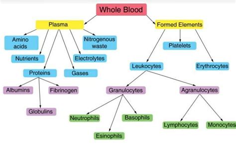 Draw the flow chart of Blood Composition with detailed information ...