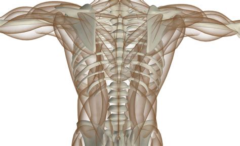 Back Muscles 的图像结果