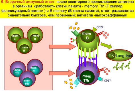 Клеточный иммунный ответ. Основные популяции клеток и механизмы их ...
