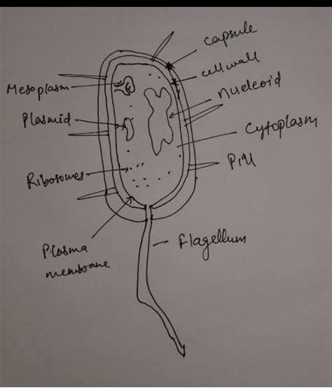 draw and label the parts of a typical bacterial cell in easy .Hey ...