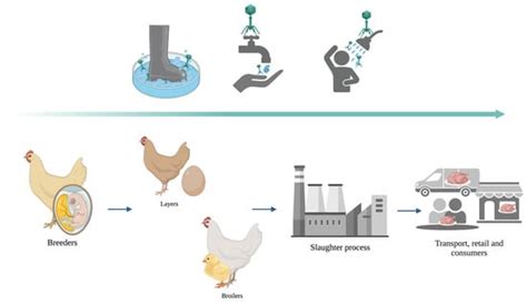 Phage-Based Biosanitation Strategies for Minimizing Persistent ...