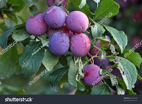 How To Ripen Prune Plums at Derrick Evans blog