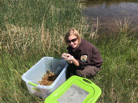 Wyoming toads raised at Saratoga National Fish Hatchery and released to ...