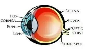 state the difference between Iris and pupil - Brainly.in