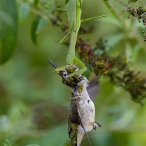 Praying Mantis Eating Bird