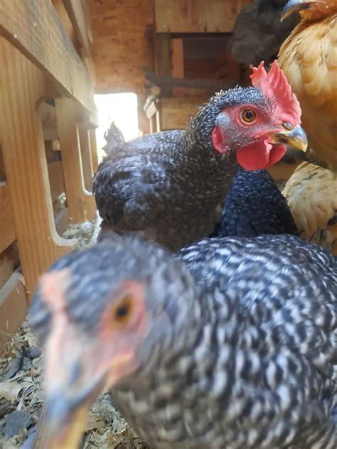 What are some of your favorite snacks, toys, or enrichment for your ...