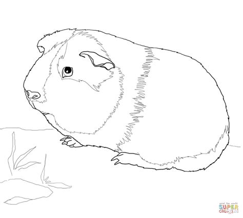Cute Guinea Pig Coloring Online | Super Coloring