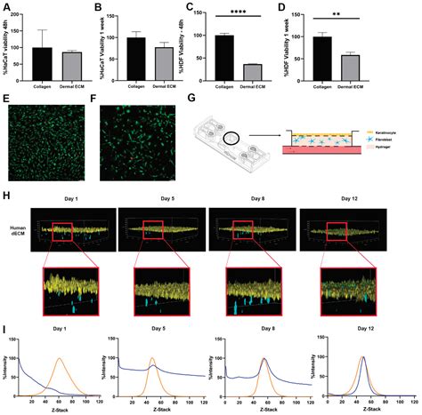 Human Dermal Decellularized ECM Hydrogels as Scaffolds for 3D In Vitro ...