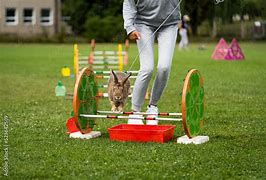 Image result for Easter Bunny Jumping