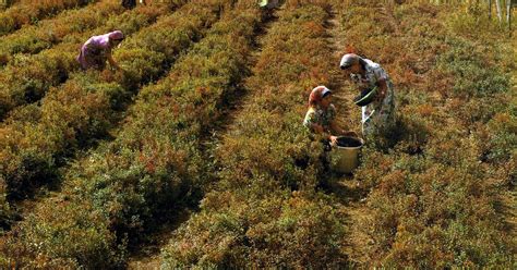 [농축산, 현장이 답이다] 북한 콩 재배 이것이 문제다 – RFA 자유아시아방송
