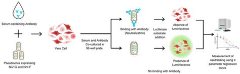 Development and Validation of a Standardized Pseudotyped Virus-Based ...