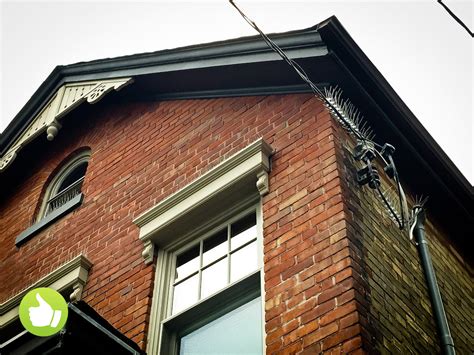 Pigeon Spikes 的图像结果