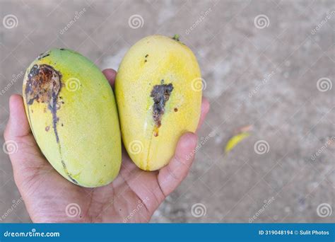 Closeup of Ripe Philippine Mango Damaged by Fruit Fly. Stock Photo ...