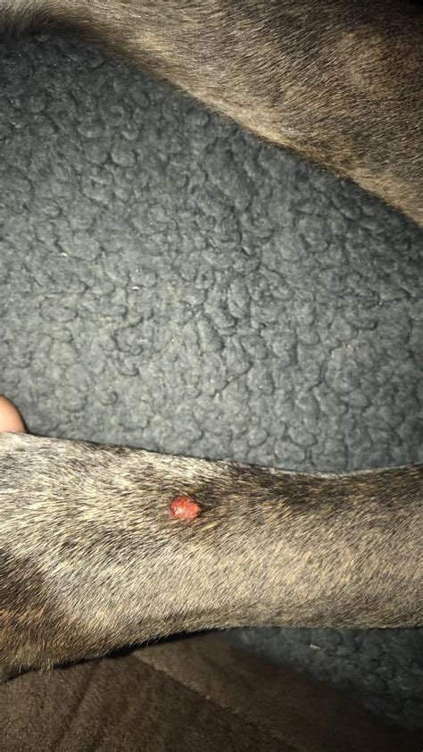 My dog has red, elevated skin tags on paw. What are they? | Petco