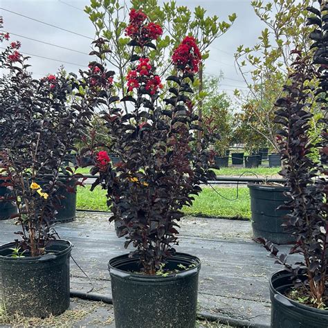 Lagerstroemia Red / Crimson Red Crape Myrtle – Wayanadantouch Garden