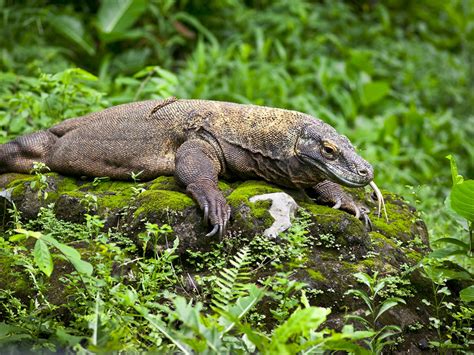 Young Komodo Dragons