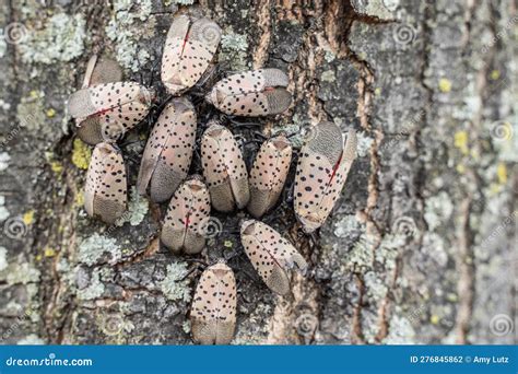Spotted Lanternflies Clustered On A Tree Stock Photography | CartoonDealer.com #260387342