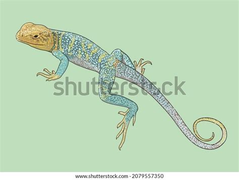 Image result for Common Collared Lizard How to Draw