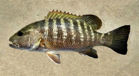 Image result for Pacific Snapper