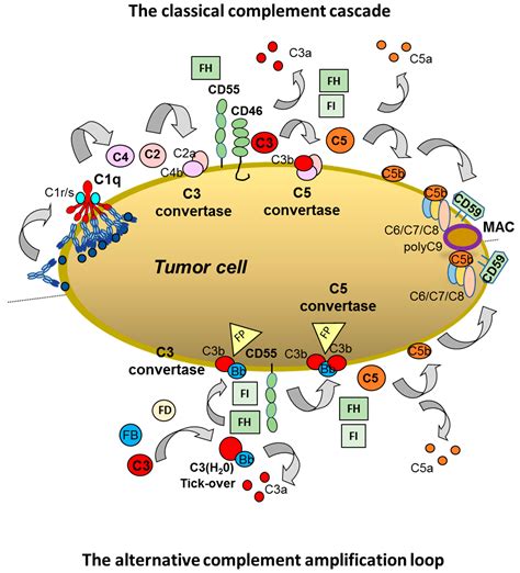 The Role of Complement in the Mechanism of Action of Therapeutic Anti ...