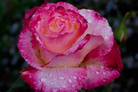 Raindrops on Roses | Fables and Flora