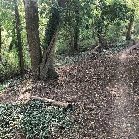 THE THICKET PATH (2026) All You Need to Know BEFORE You Go (with Photos ...