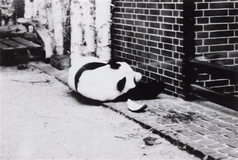 Dan Rees | Black and White Things in Black and White (2006) | MutualArt