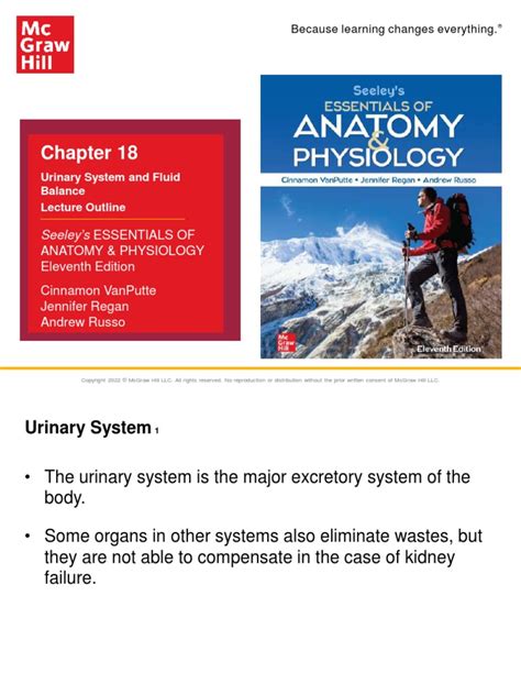 Image result for Urinary System.pdf