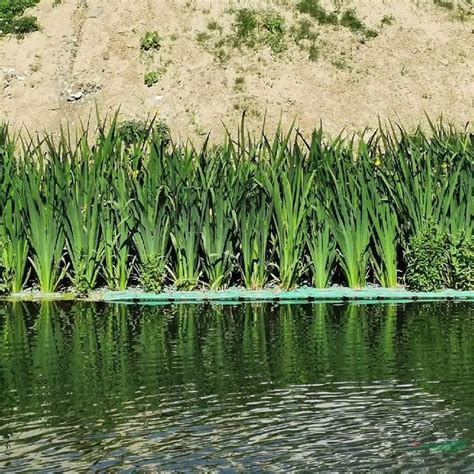 人工生态浮岛浮床 水生植物水上种植 河道河面净化工程支持定制_江苏鹭鸟生态建设有限公司_园林网